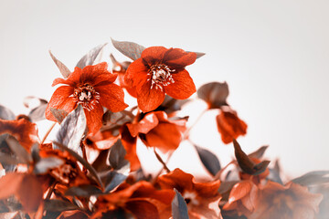 Wiosenne kwiaty czerwonych ciemierników