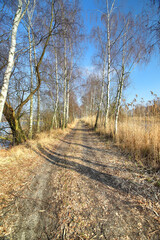 WROCLAW, POLAND - FEBRUARY 22, 2021: Dirt road among the trees. The Milicz Ponds (Polish: Stawy Milickie). Nature Reserve in Barycz Valley Landscape Park, Poland, Europe. - obrazy, fototapety, plakaty
