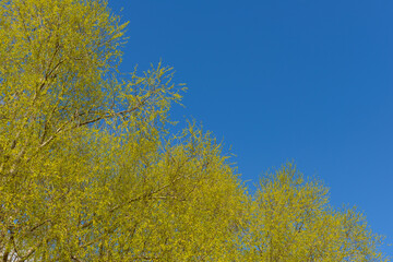 Yellow-green foliage dissolves in the blue spring sky