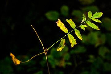 Falling leaves of a rowan on a tree trunk.