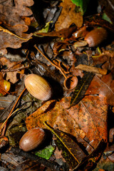 Fallen acorn on leaves after rain.