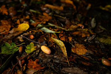 Fallen acorn on leaves after rain.