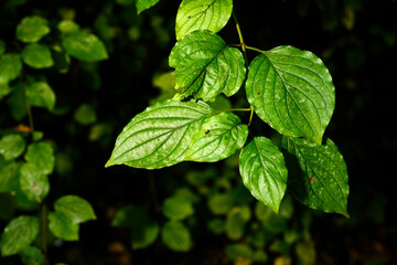 Green leaves of dogwood bloody after the rain.