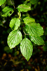 Green leaves of dogwood bloody after the rain.