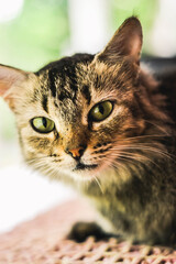 Obraz premium portrait of a cat