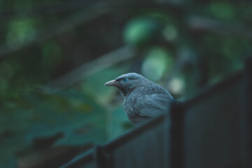 blackbird on a fence