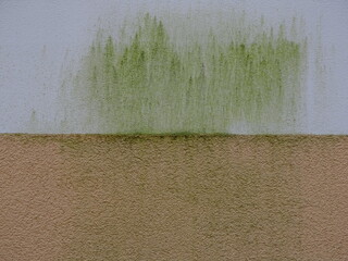 Pilze und Algen an einer relativ frisch gestrichenen Au&szlig;enfassade