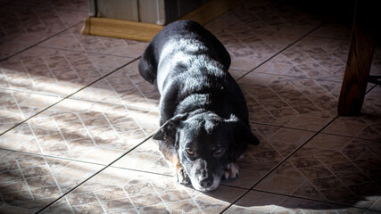 Stary pies zwierzak mieszaniec w domu - obrazy, fototapety, plakaty
