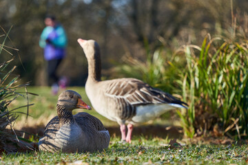 Two Anser anser ( Graugans ) stand and sit among green bushes in the park. A jogger runs by. Spring in Germany.