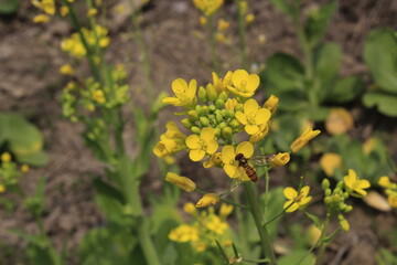Beautiful yellow color flower blooming in the winter season at Nepal