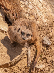 meerkat is watching for you © Kamil