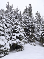 Beautiful winter forest of the Carpathians. Winter in the synevir national park.