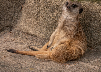 meerkat is relaxing © Kamil