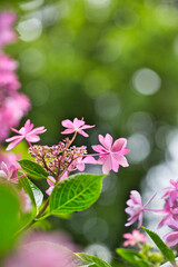 アジサイと玉ボケ