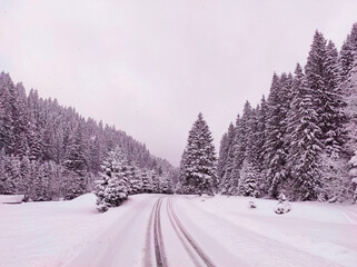 Snowy road in a coniferous winter forest