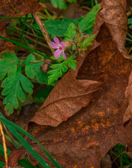 purple flower at autumn