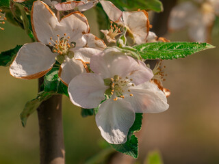 apple tree flower