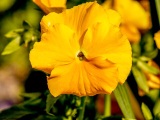 yellow flower 