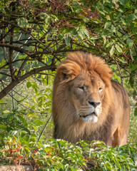 lion, king of jungle © Kamil