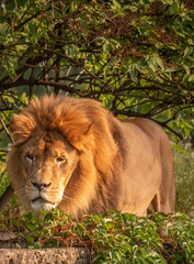 lion, king of jungle