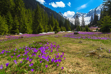 Purple crocus flowers on the forest glade, Carpathians, Romania