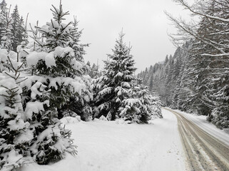 Winter forest landscape. snowy road in a coniferous winter forest.
