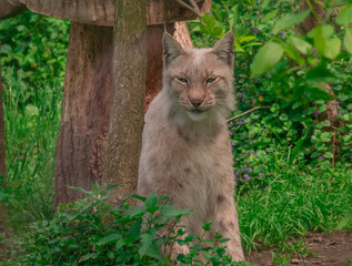 lynx and wild nature