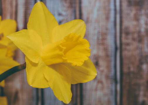 Easter Lillies