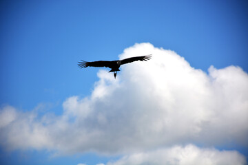 Cóndor volando....