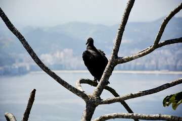 Cóndor reposando...