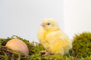 Easter chick with egg on green moss looking cute and adorable