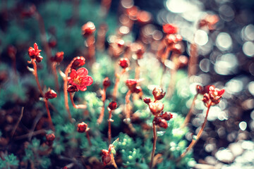 Czerwone kwiaty skalnicy, sezon wiosenny w ogrodzie - obrazy, fototapety, plakaty