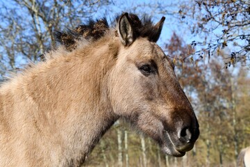 Fototapeta premium portrait of a horse