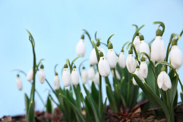 Fresh blooming snowdrops growing outdoors. Spring flowers