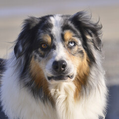 Carré le portrait d'un chien berger Australien aux yeux vairons