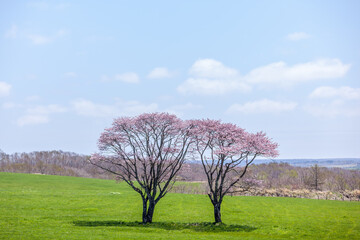 北海道の牧草地の桜