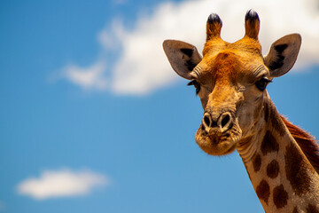 Wild african life. A large common South African giraffe on the summer blue sky.