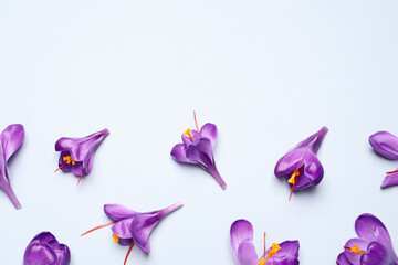Fototapeta na wymiar Beautiful Saffron crocus flowers on light blue background, flat lay. Space for text