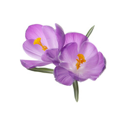 Beautiful purple crocus flowers on white background