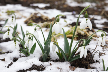 Beautiful blooming snowdrops growing outdoors. Spring flowers