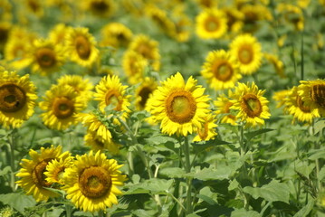 Fototapeta premium field of sunflowers