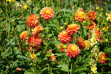 red and yellow bright flowers blooming in spring