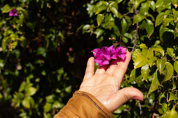 Bougainvillea ,girl’s hand not recognizable showing a flower, botanical concept