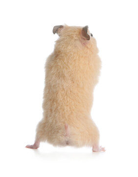 Adorable Syrian hamster on white background, back view. Small pet