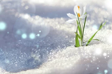  Beautiful spring crocus growing through snow outdoors on sunny day, space for text © New Africa