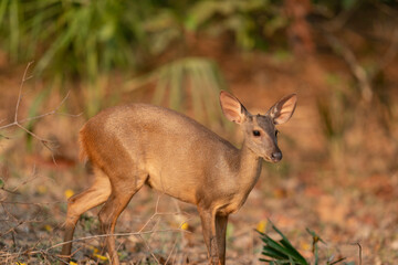 Marsh deer (Blastocerus dichotomus)