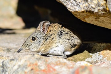 striped mouse 