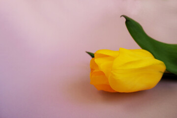 close up, a yellow tulip bud lies on a light lilac background side view . yellow spring flower