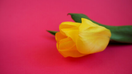 close up the bud of a yellow tulip lies on a pink background side view