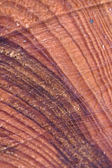 rings on a larch trunk